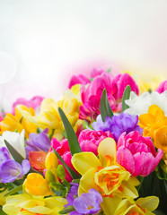 Obraz na płótnie Canvas freesia and daffodil flowers border