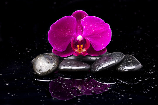 Storczyk i kamienie zen © piotrszczepanek