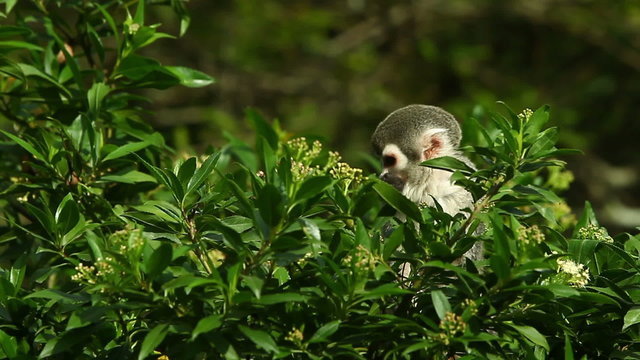 Male squirrel monkey on watch,guarding the group while feeding,captured in a stunning shot in its natural habitat.