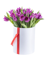 purple tulips in a hat box, isolated on white background