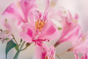 Obraz premium Pink floral background