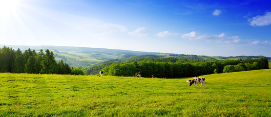 Summer landscape with green grass and cow.