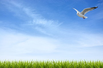 green grass under blue sky and bird