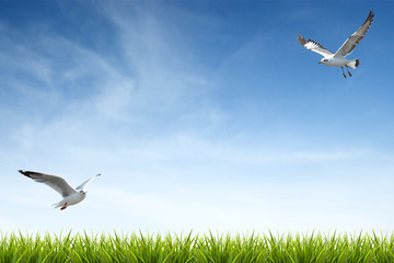 green grass under blue sky and birds