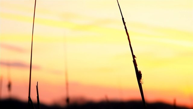 river  bulrush grass at sunset orange landscape nature 