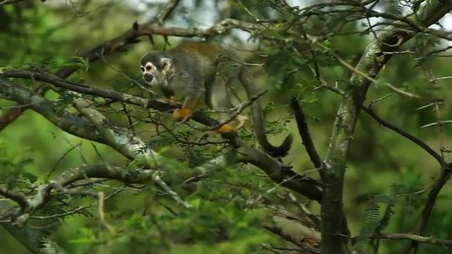 Watch a playful squirrel monkey in Ecuador as it moves towards the camera,creating a captivating shot in the wild.
