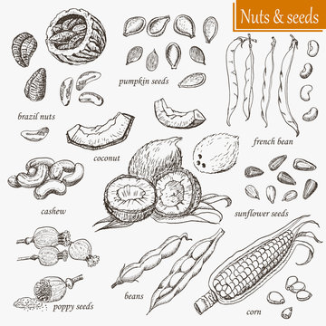 Collection of isolated nuts and seeds
