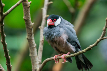 Java sparrow, Ricebird
