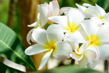 White and yellow Plumeria frangipani flowers on tree with natural background