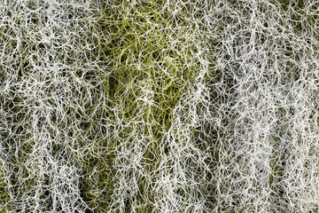 Flora fiber and line.