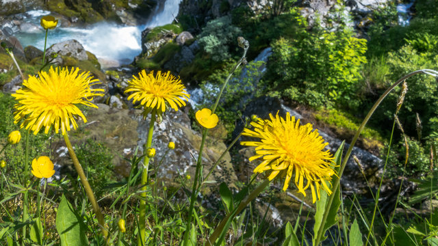 Mountain  yellow dandelions flowers / Mountain  yellow dandelions flowers . On the background of a waterfall