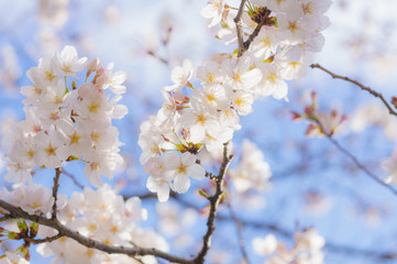 Fototapeta premium 桜