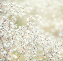 Naklejka premium Small white flowers, close up