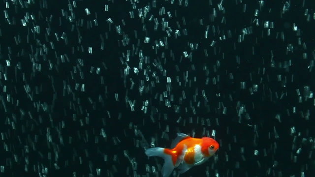 Captivating slow motion footage of a stunning red and white Oranda goldfish gracefully swimming against an enchanting air bubble curtain in a home aquarium.