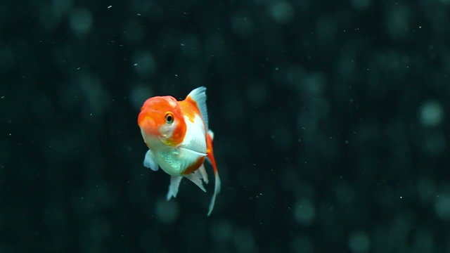 Red And White Oranda Goldfish Against Air Bubble Curtain In Home Aquarium, Slow Motion
