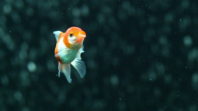 Stunning slow motion footage of red and white oranda goldfish swimming gracefully against an air bubble curtain in a home aquarium.