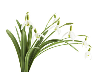 Snowdrops isolated on white