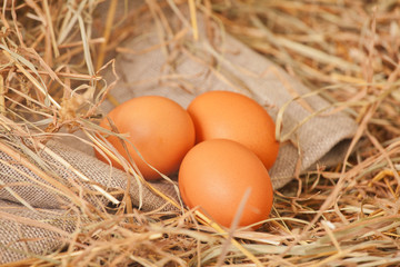Fresh eggs from the farm in the hay