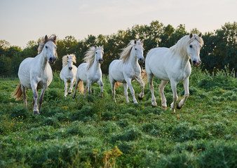 Camargue horse in the reserve