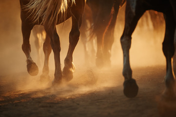 Horse's legs - 106300309