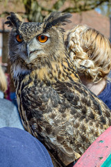 Eagle/Horned Owl