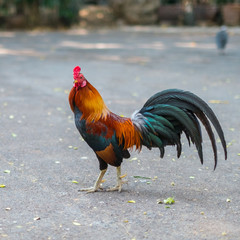 colorful bantam