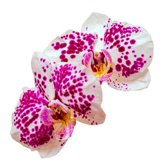 two white and pink spotted orchids isolated on white background