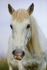 Portrait of a cute camargue horse