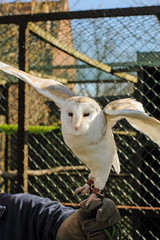 European Barn Owl
