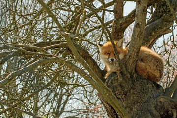 Fox in a Tree.