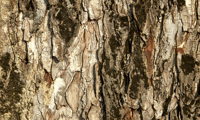 Texture tree