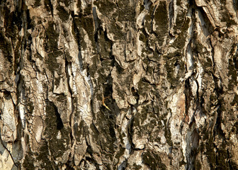 Texture tree