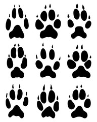 Black footprints of foxes on a white background, vector  