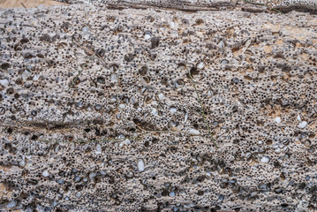 Wood coughed up by the ocean's depths