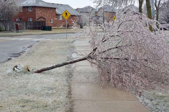 small uprooted tree obstructing the sidewalk, damage caused by ice rain
