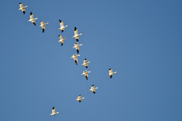 Large Flock of Snow Geese Flying in a Blue Sky