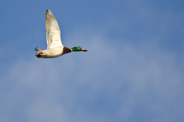 Mallard Duck Flying in a Cloudy Blue Sky