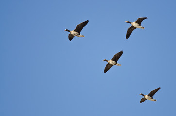 Four Greater White-Fronted Geese Flying in a Blue Sky