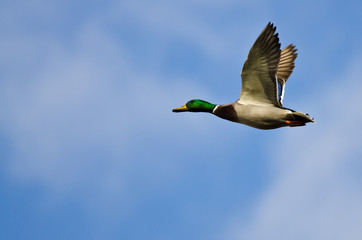 Obraz premium Mallard Duck Flying in a Cloudy Blue Sky