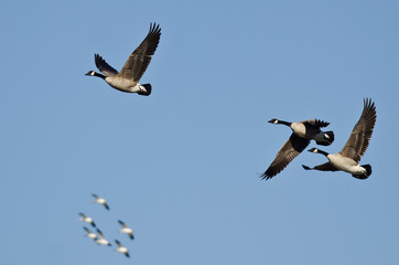 Three Canada Geese Flying with the Snow Geese in a Blue SKy