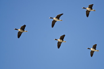 Five Greater White-Fronted Geese Flying in a Blue Sky