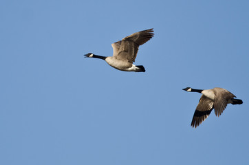 Two Canada Geese Flying in a Blue SKy