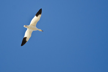 Obraz premium Lone Snow Goose Flying in a Blue Sky