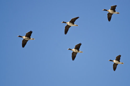 Five Greater White-Fronted Geese Flying in a Blue Sky