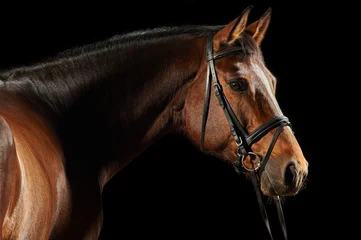 Gordijnen Portret van een bruin paard © Pelana