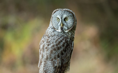 Wild Owl in Nature