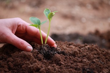 Plant plants