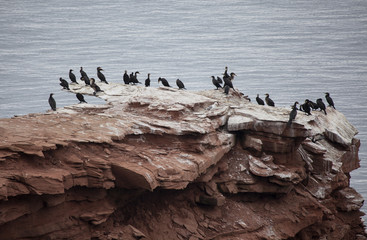 The great cormorant (Phalacrocorax carbo), also known as the gre