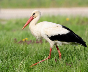 White stork on field