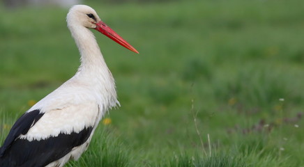 White stork on field, ciconia ciconia